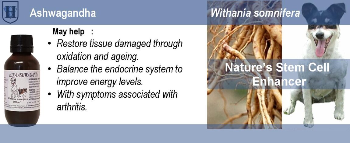 Pet Ashwagandha Liquid Extract