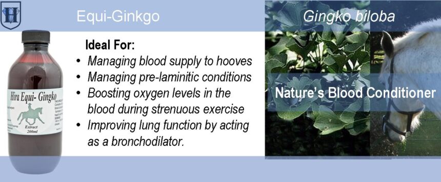 H-Ginkgot Extract Horse Ginkgo Liquid Extract