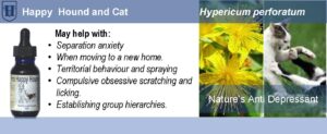 A slider Shows images of a brown bottle contains SJW extract, a dog and St. John's Wort flowers. It also describes the uses of the St. John's Wort extract