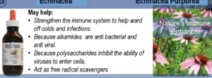 A banner shows a bottle of extract, echinacea flowers and also describes the uses
